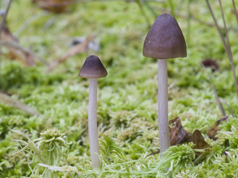 Entoloma conferendum